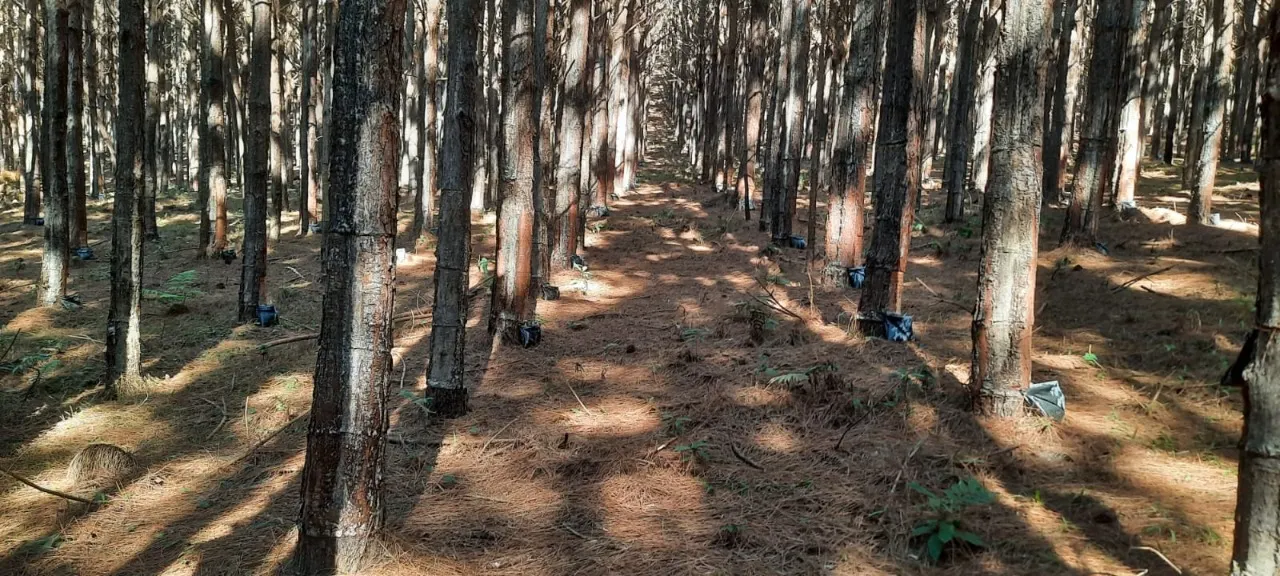 Fazenda à venda de 15 ha em Capão Bonito, SP, Brasil