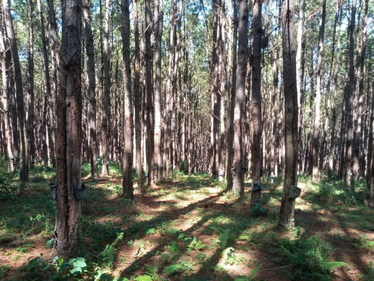 Fazenda à venda de 15 ha em Capão Bonito, SP, Brasil