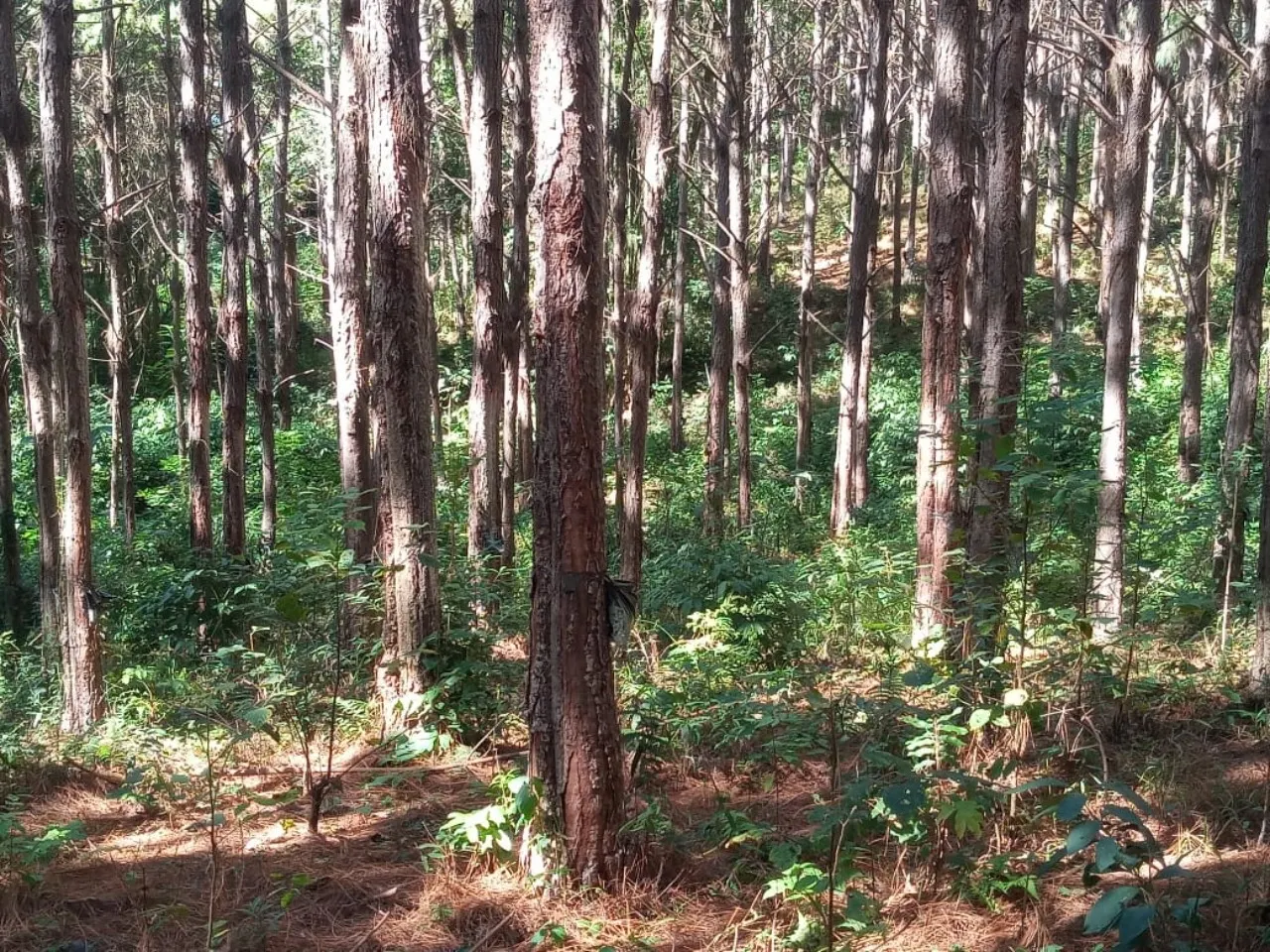 Fazenda à venda de 15 ha em Capão Bonito, SP, Brasil