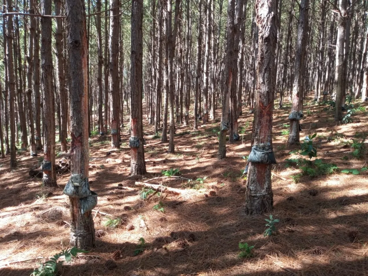 Fazenda à venda de 15 ha em Capão Bonito, SP, Brasil