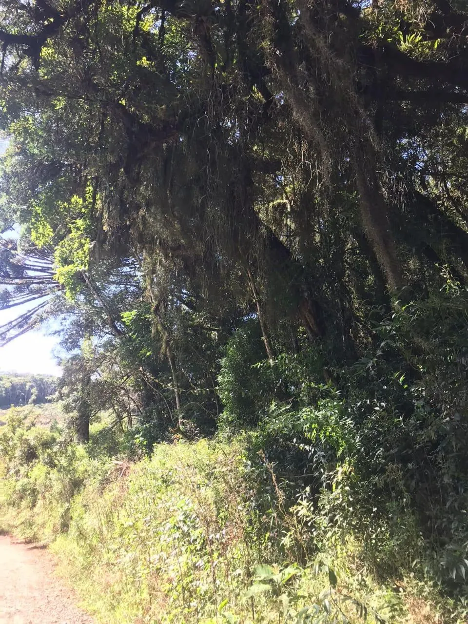 Country home for sale of 7 acres in Tijucas do Sul, PR, Brazil
