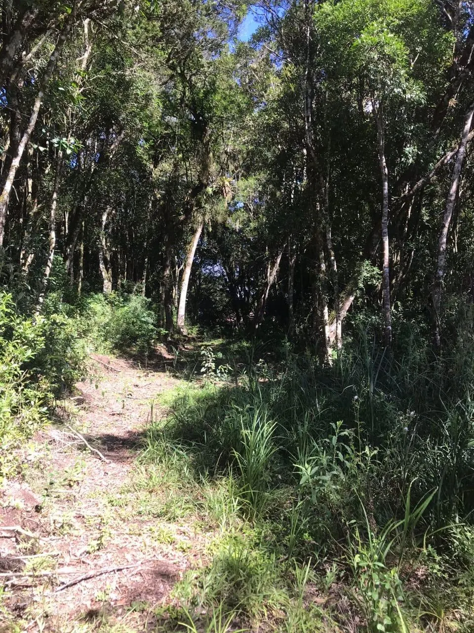 Country home for sale of 7 acres in Tijucas do Sul, PR, Brazil