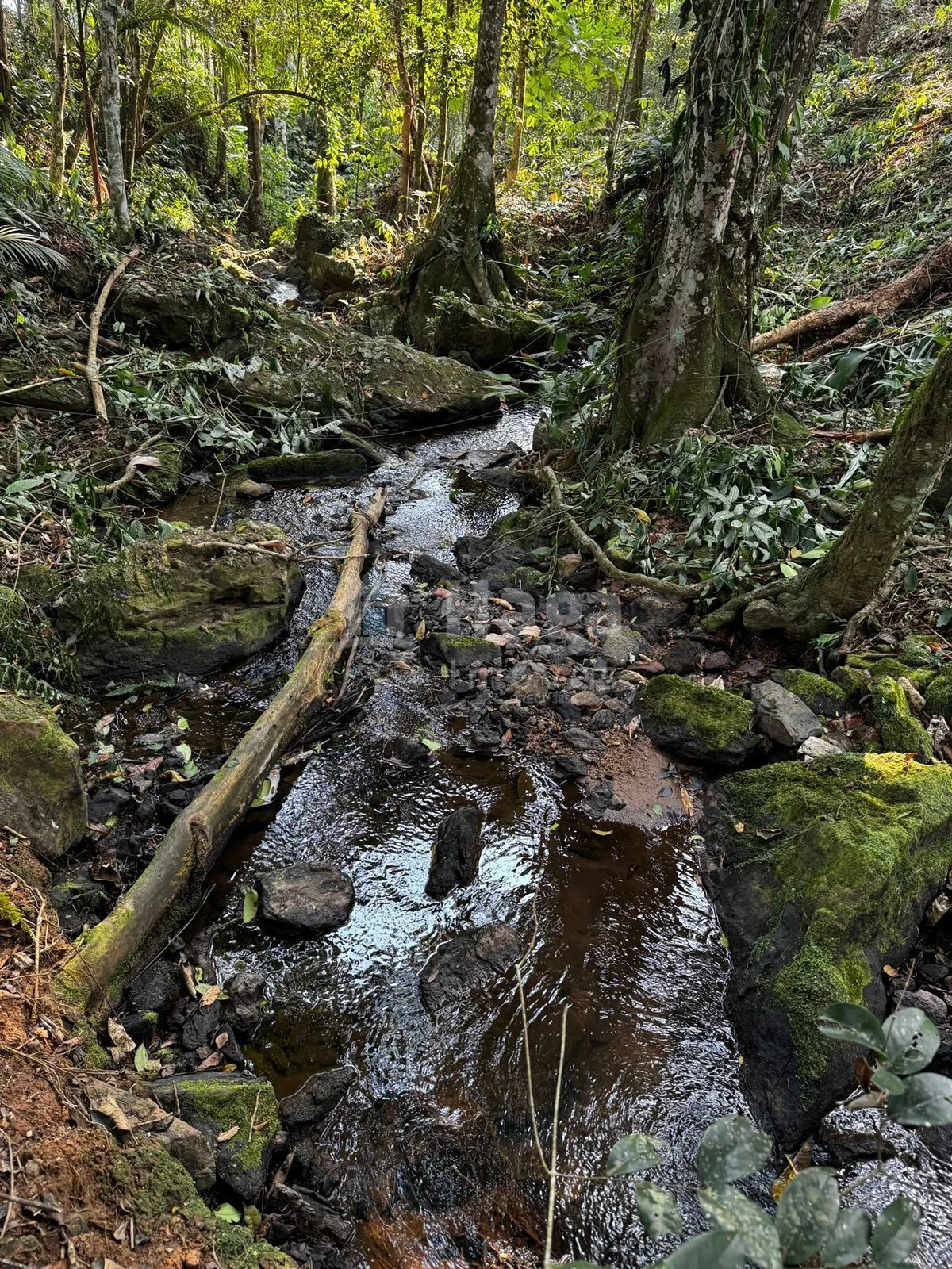 Terreno à venda de 8.044 m² em Canelinha, SC, Brasil