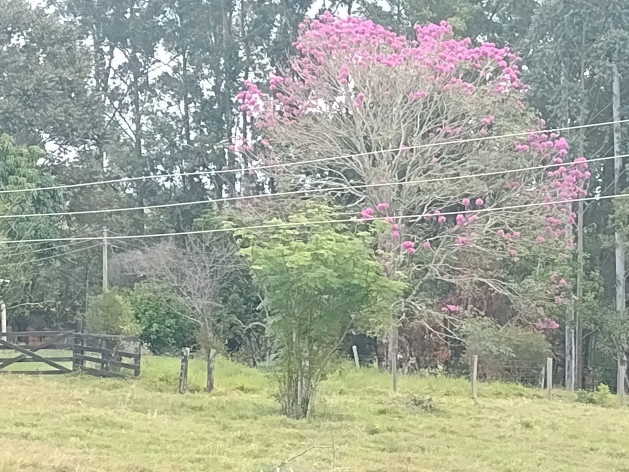 Small farm for sale of 27 acres in Itapetininga, SP, Brazil