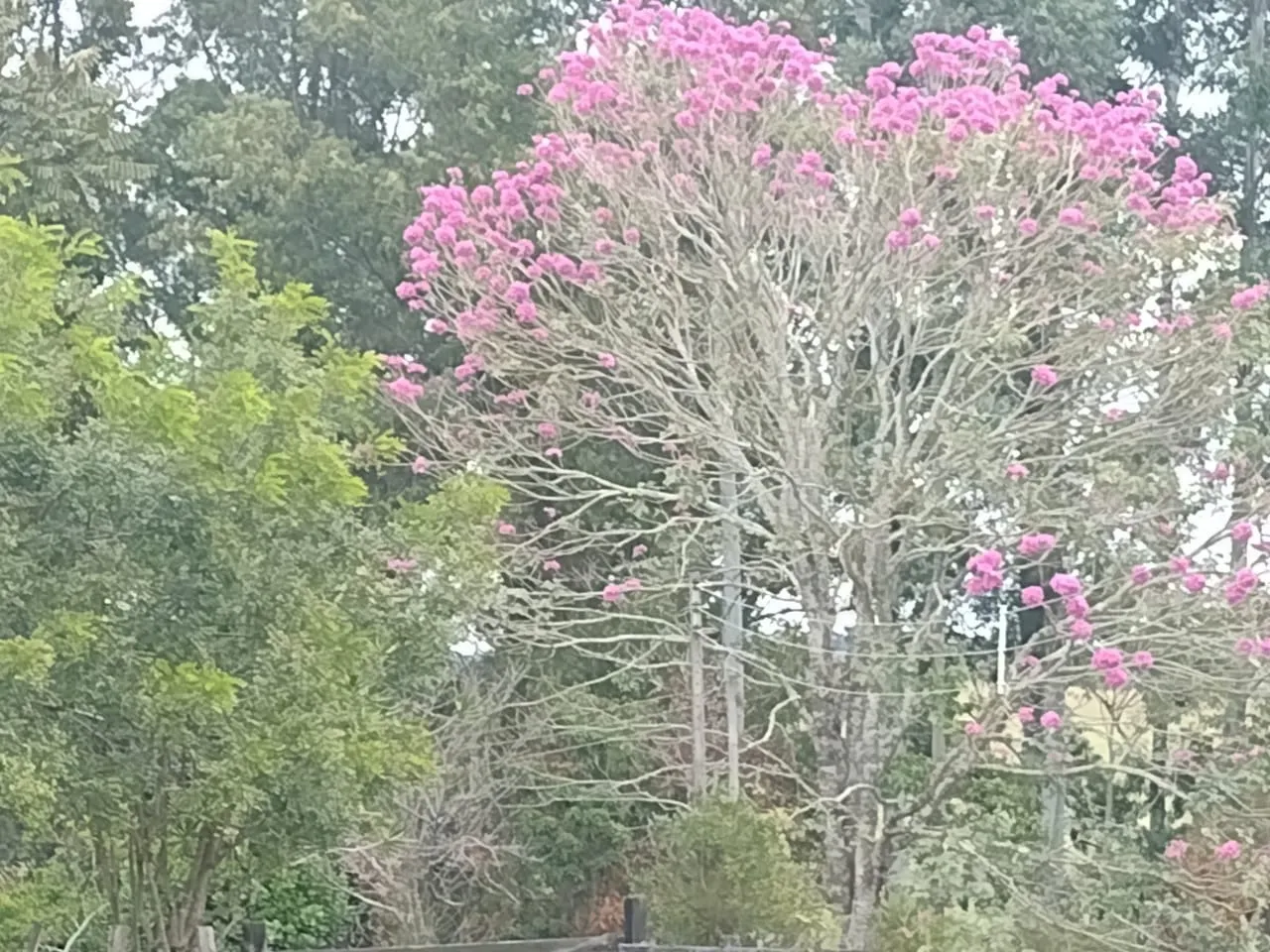 Small farm for sale of 27 acres in Itapetininga, SP, Brazil