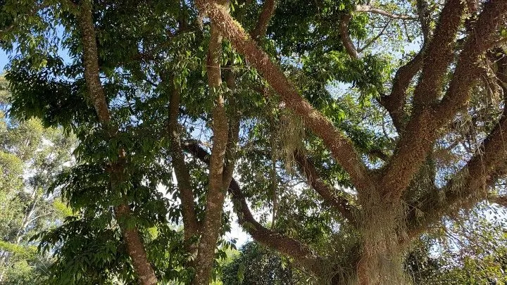 Chácara à venda de 1.050 m² em Caraá, RS, Brasil