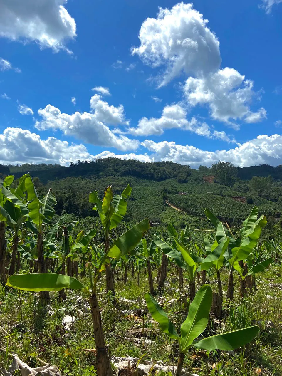 Sítio para Arrendar de 4 ha em Massaranduba, SC, Brasil