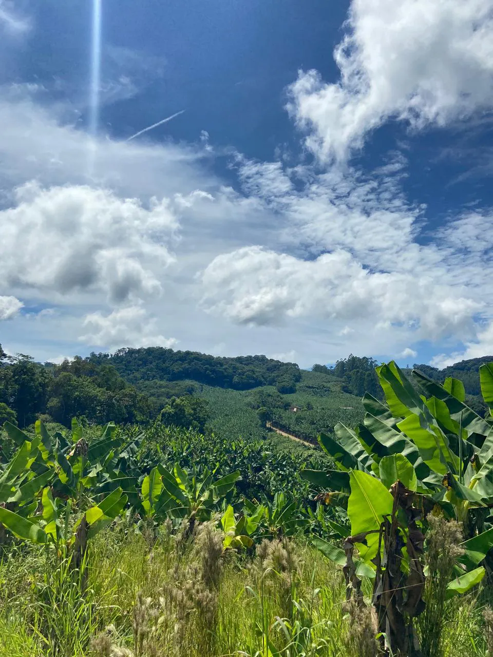 Sítio para Arrendar de 4 ha em Massaranduba, SC, Brasil