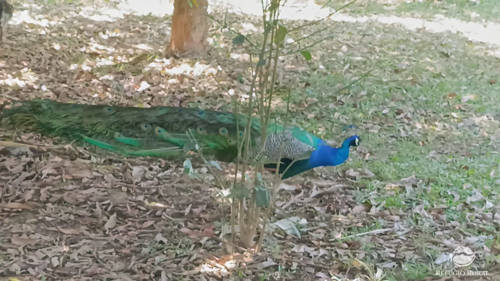 Chácara à venda de 3 ha em Igaratá, SP, Brasil