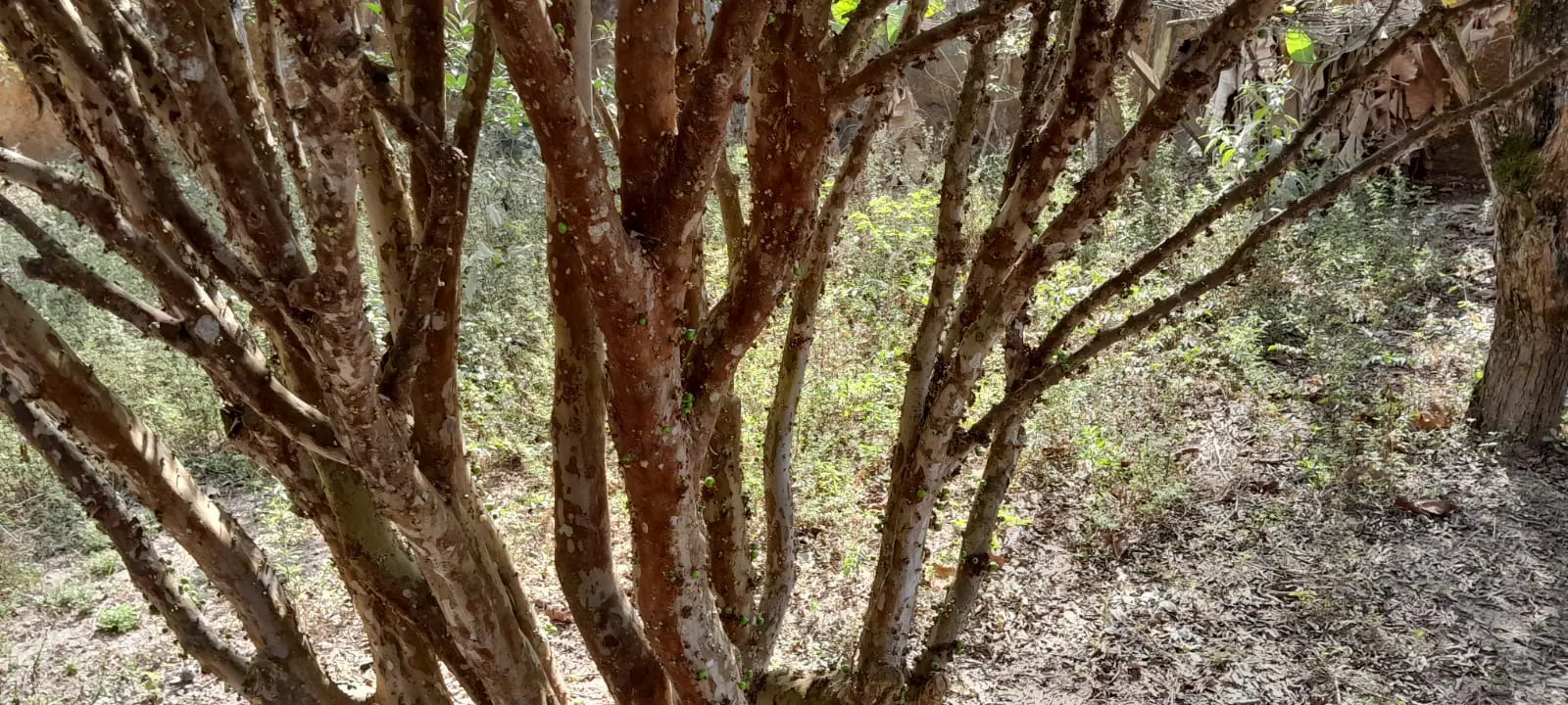 Chácara à venda de 3.990 m² em Paraibuna, SP, Brasil