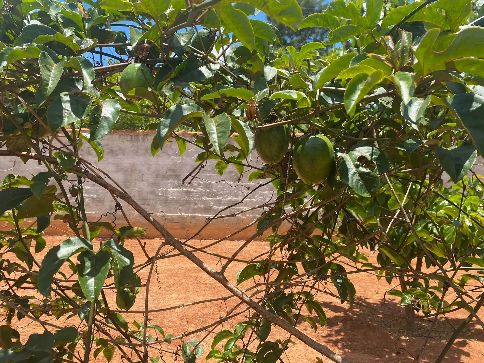 Chácara à venda de 5.000 m² em Tatuí, SP, Brasil