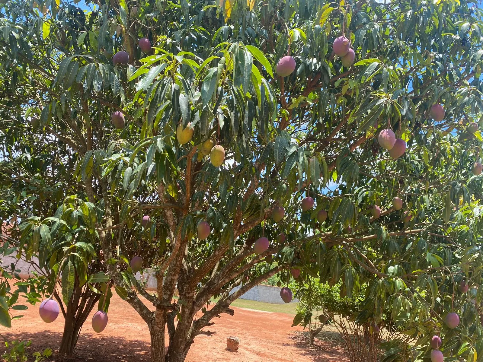 Chácara à venda de 5.000 m² em Tatuí, SP, Brasil