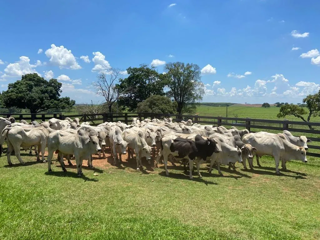 Fazenda à venda de 130 ha em Tupã, SP, Brasil