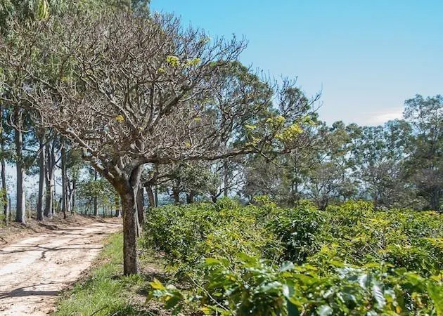 Fazenda à venda de 145 ha em Mogi Guaçu, SP, Brasil