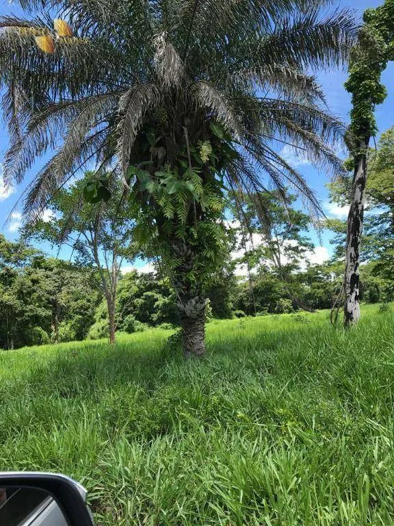 Fazenda à venda de 551 ha em Nobres, MT, Brasil
