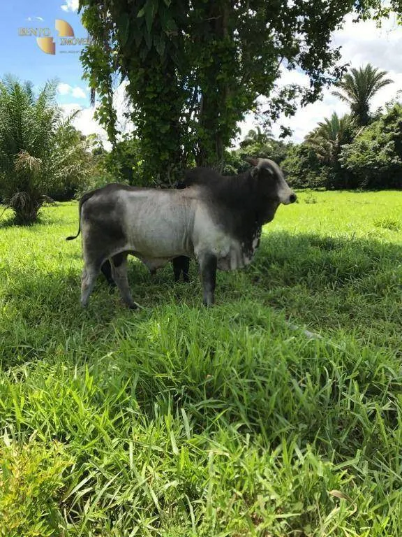 Fazenda à venda de 551 ha em Nobres, MT, Brasil