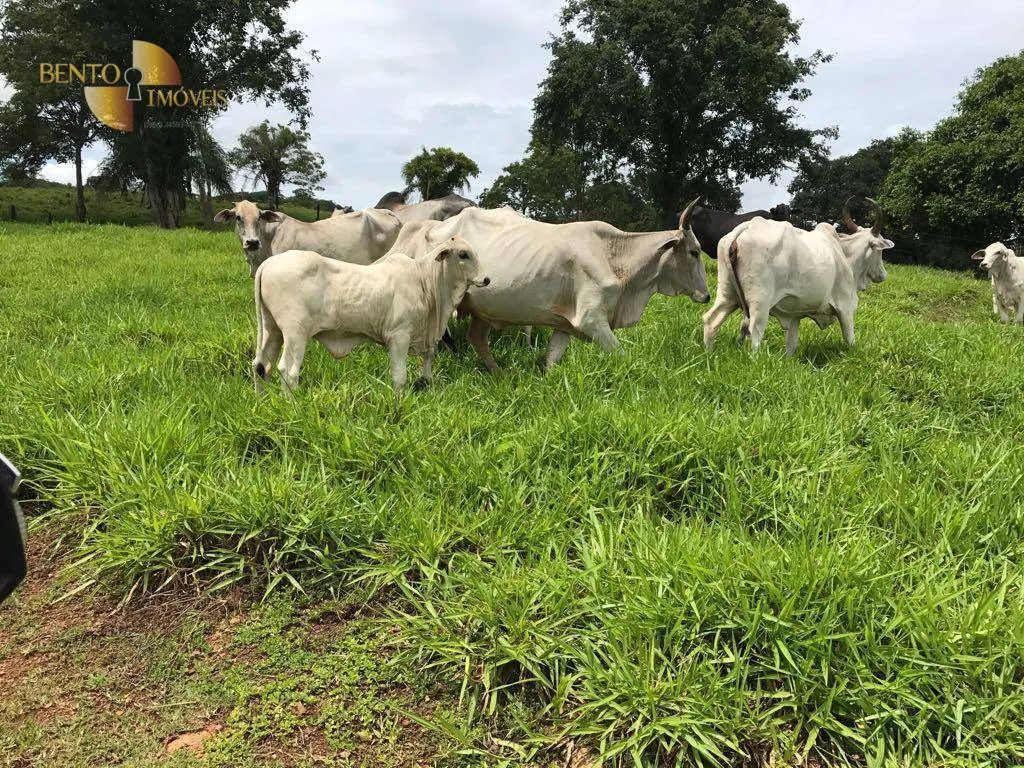 Fazenda à venda de 551 ha em Nobres, MT, Brasil