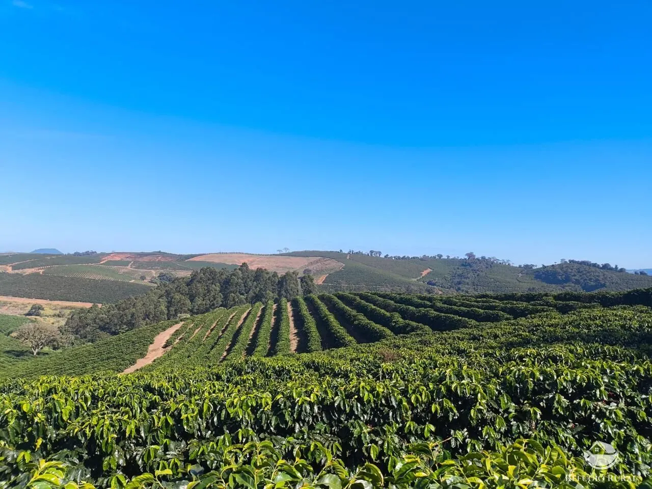 Fazenda à venda de 169 ha em Guaxupé, MG, Brasil