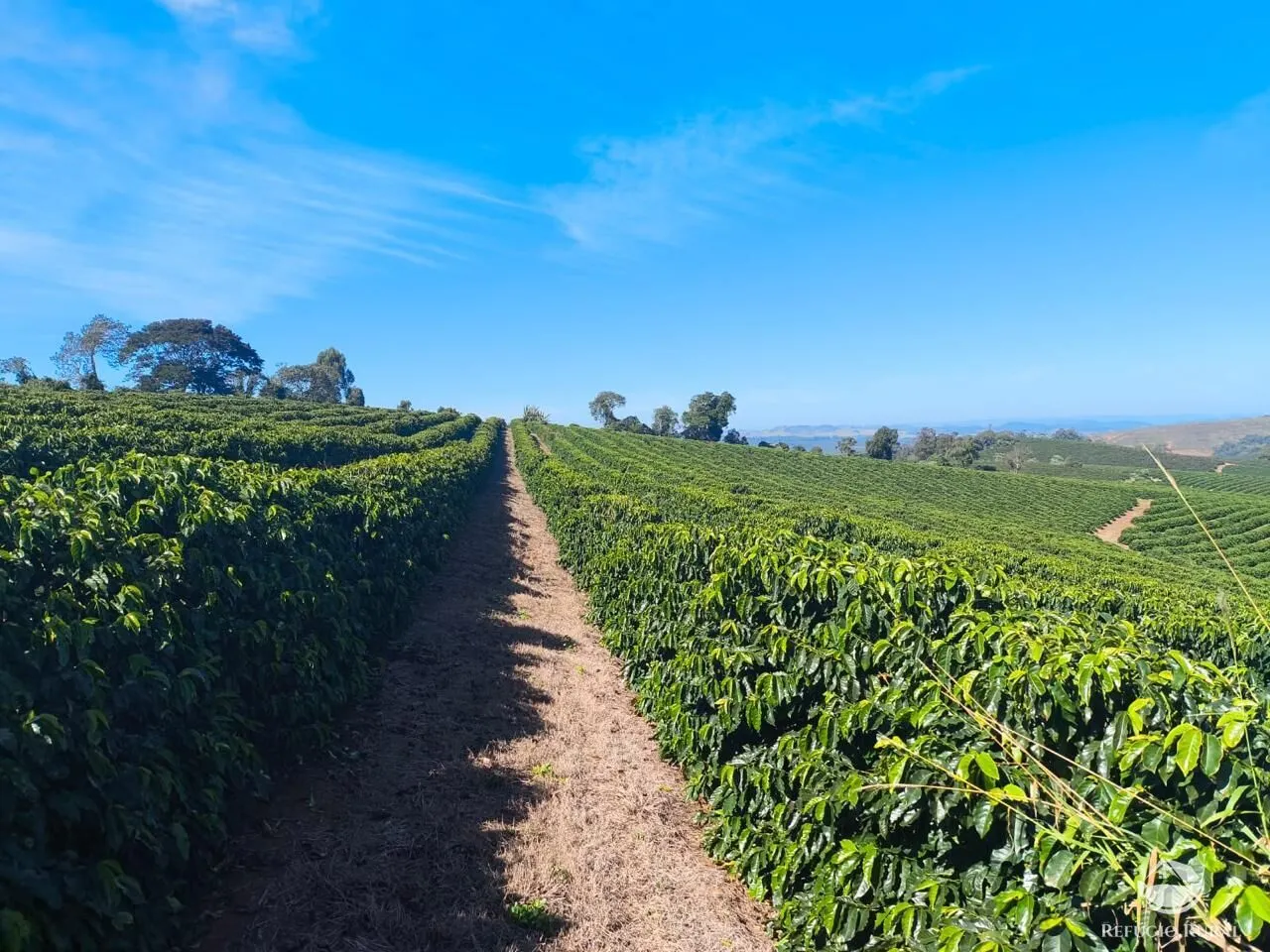 Fazenda à venda de 169 ha em Guaxupé, MG, Brasil