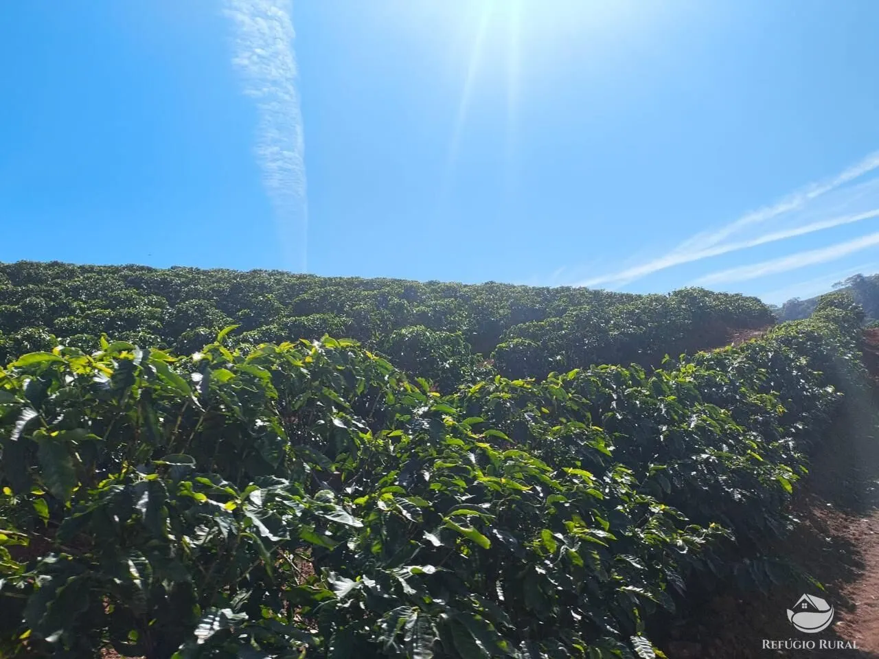 Fazenda à venda de 169 ha em Guaxupé, MG, Brasil