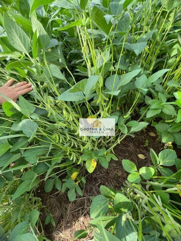 Fazenda à venda de 1.200 ha em Palmas, TO, Brasil