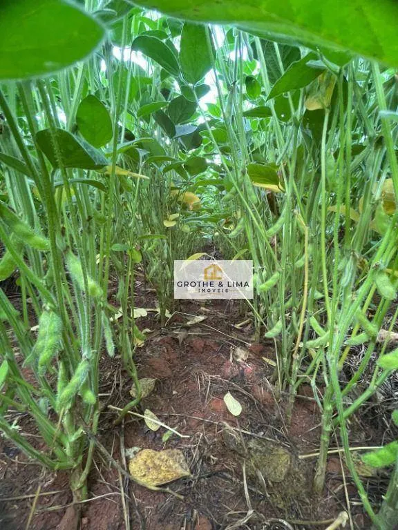 Fazenda à venda de 1.200 ha em Palmas, TO, Brasil