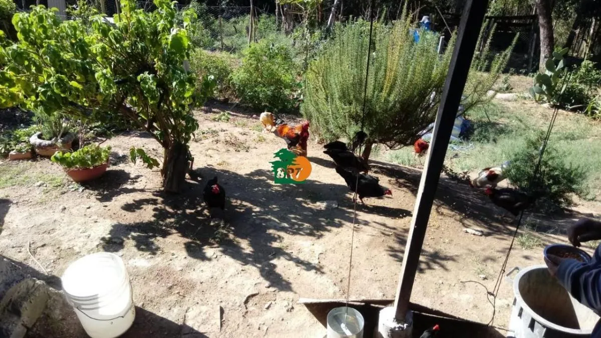 Chácara à venda de 3 ha em São Roque, SP, Brasil