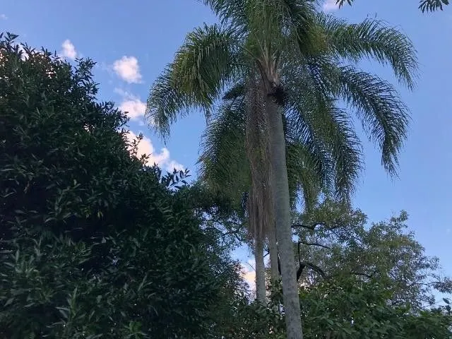 Plot for sale of 11 acres in Santo Antônio da Patrulha, RS, Brazil