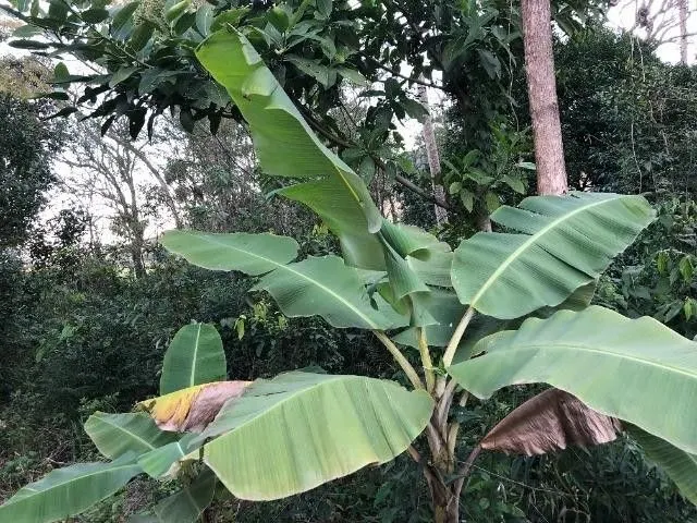 Plot for sale of 11 acres in Santo Antônio da Patrulha, RS, Brazil