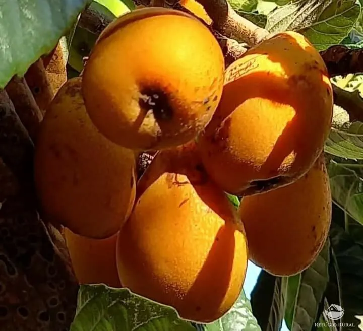 Chácara à venda de 5.000 m² em Caçapava, SP, Brasil