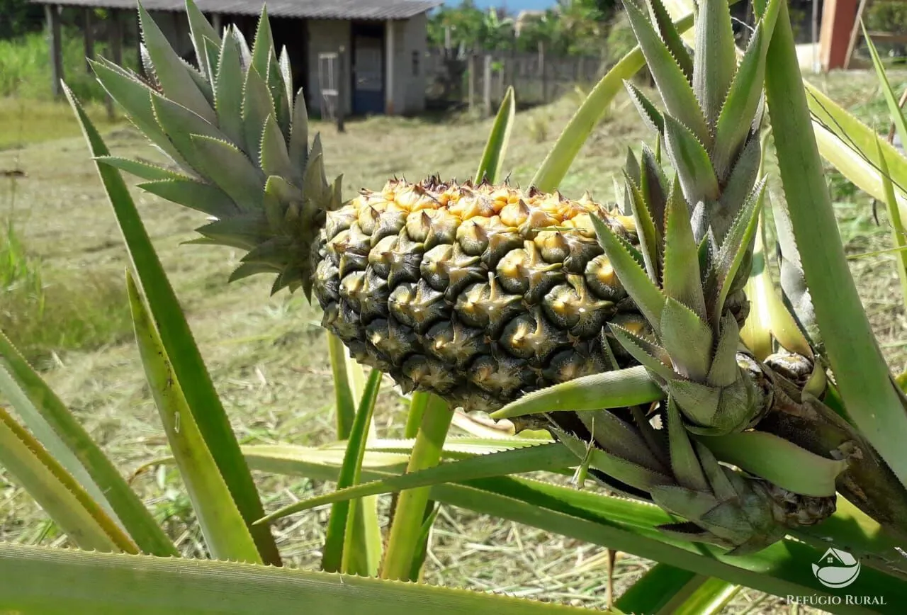 Chácara à venda de 5.000 m² em Caçapava, SP, Brasil