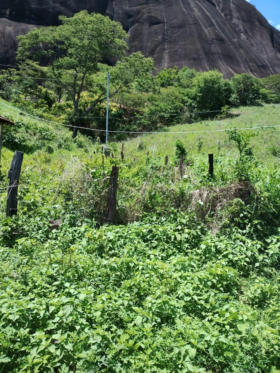 Fazenda à venda de 198 ha em Divino das Laranjeiras, MG, Brasil