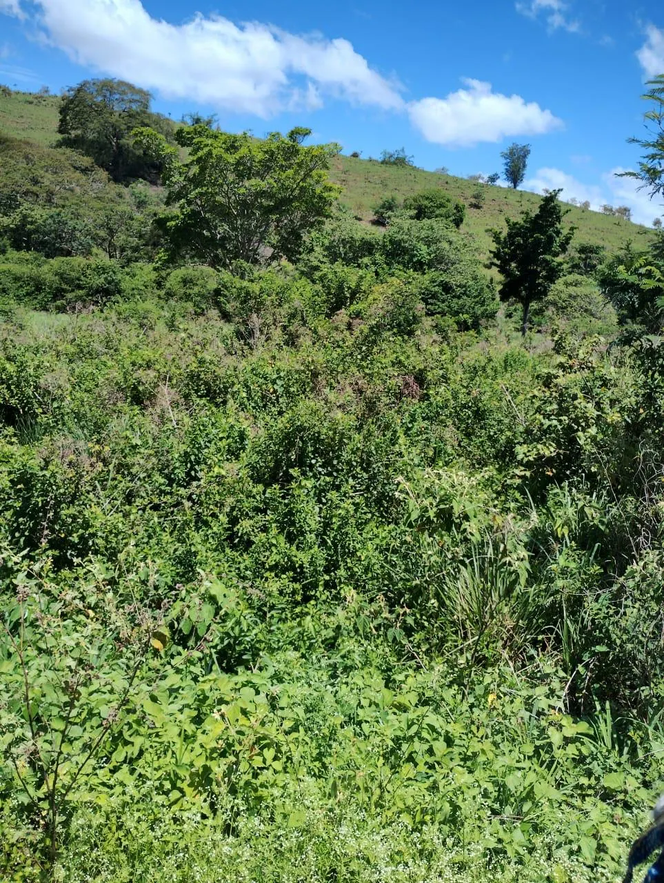 Fazenda à venda de 198 ha em Divino das Laranjeiras, MG, Brasil