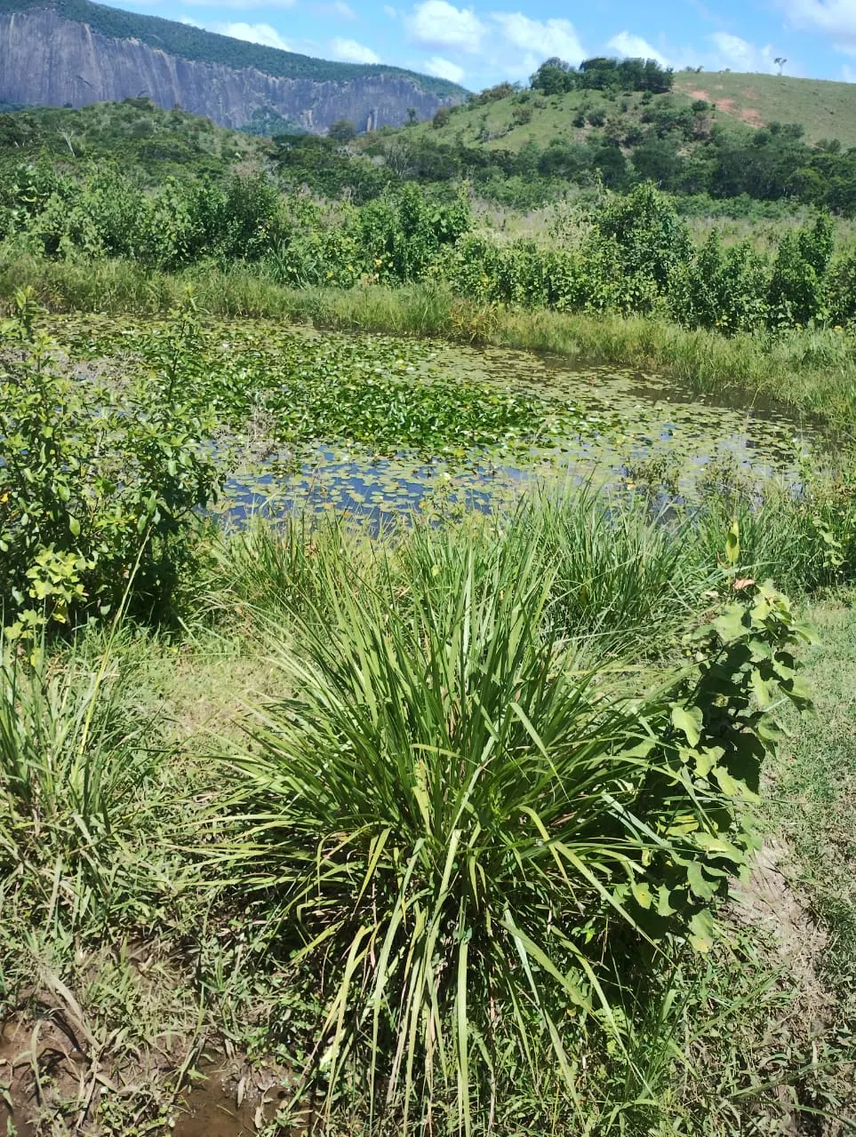 Fazenda à venda de 198 ha em Divino das Laranjeiras, MG, Brasil