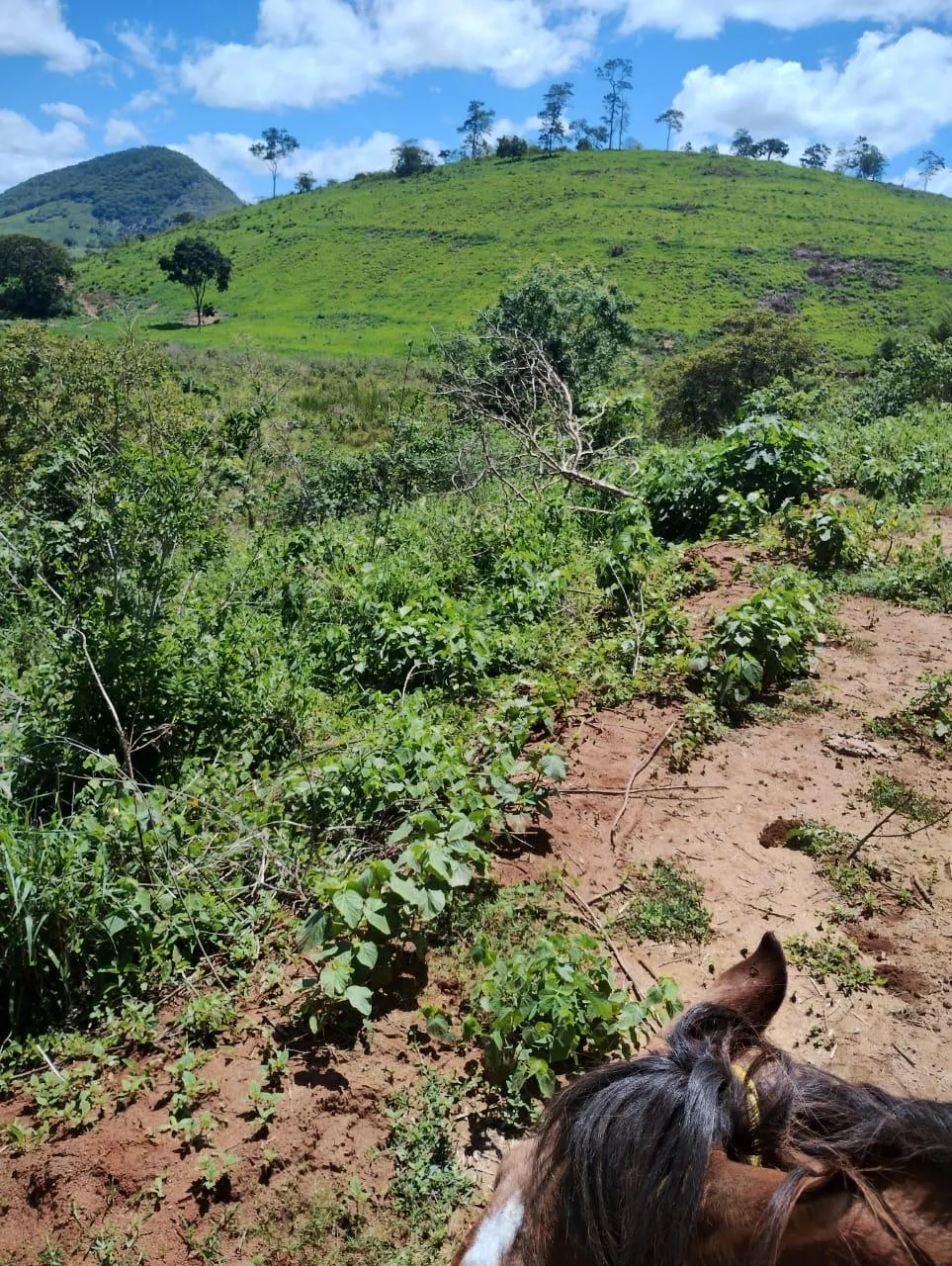 Fazenda à venda de 198 ha em Divino das Laranjeiras, MG, Brasil