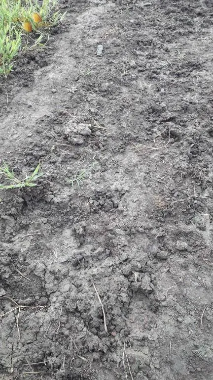 Fazenda à venda de 343 ha em Poconé, MT, Brasil