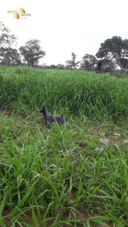 Fazenda à venda de 343 ha em Poconé, MT, Brasil