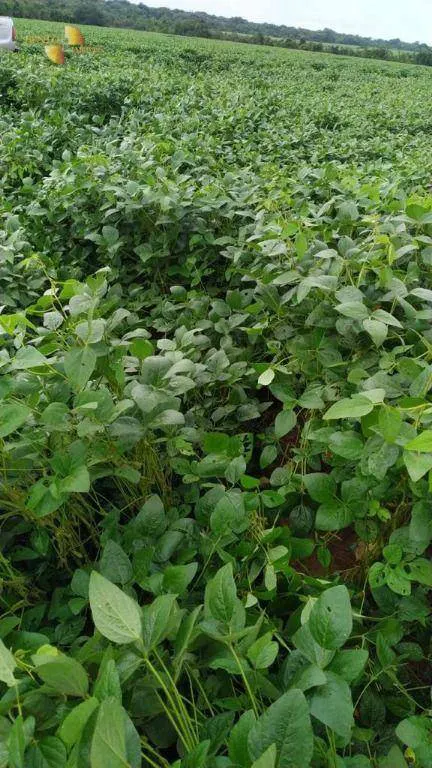 Fazenda à venda e para Arrendar de 158.000 ha em Paranatinga, MT, Brasil