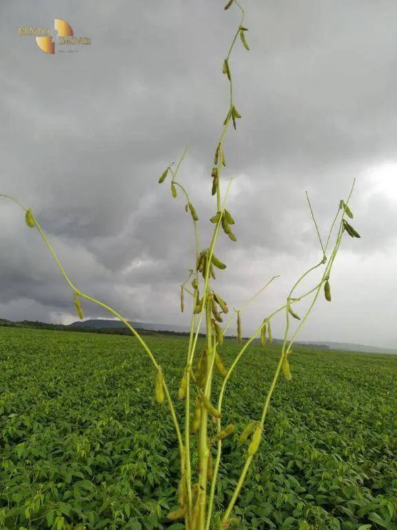 Fazenda à venda e para Arrendar de 158.000 ha em Paranatinga, MT, Brasil