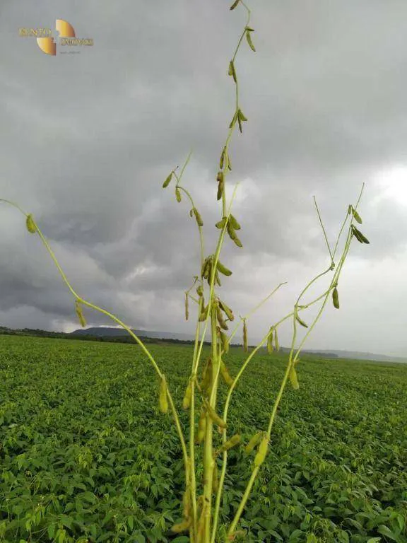 Fazenda à venda e para Arrendar de 158.000 ha em Paranatinga, MT, Brasil