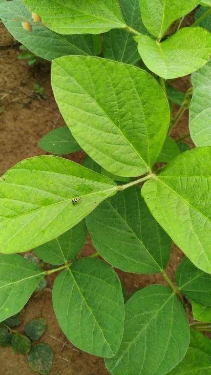 Fazenda à venda e para Arrendar de 158.000 ha em Paranatinga, MT, Brasil