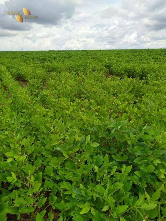 Fazenda à venda e para Arrendar de 158.000 ha em Paranatinga, MT, Brasil