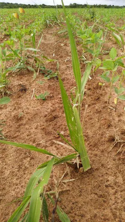 Fazenda à venda e para Arrendar de 158.000 ha em Paranatinga, MT, Brasil