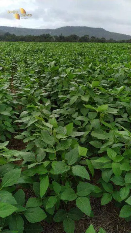 Fazenda à venda e para Arrendar de 158.000 ha em Paranatinga, MT, Brasil