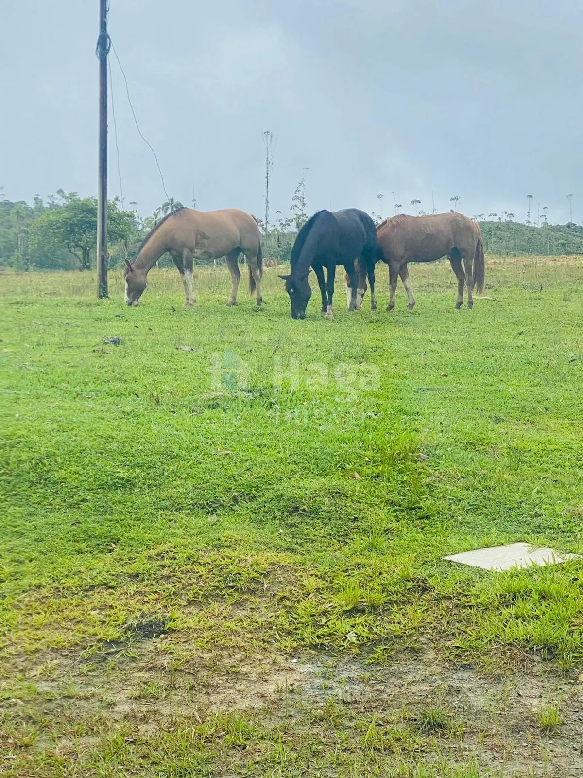 Fazenda à venda de 786 ha em Timbó, SC, Brasil