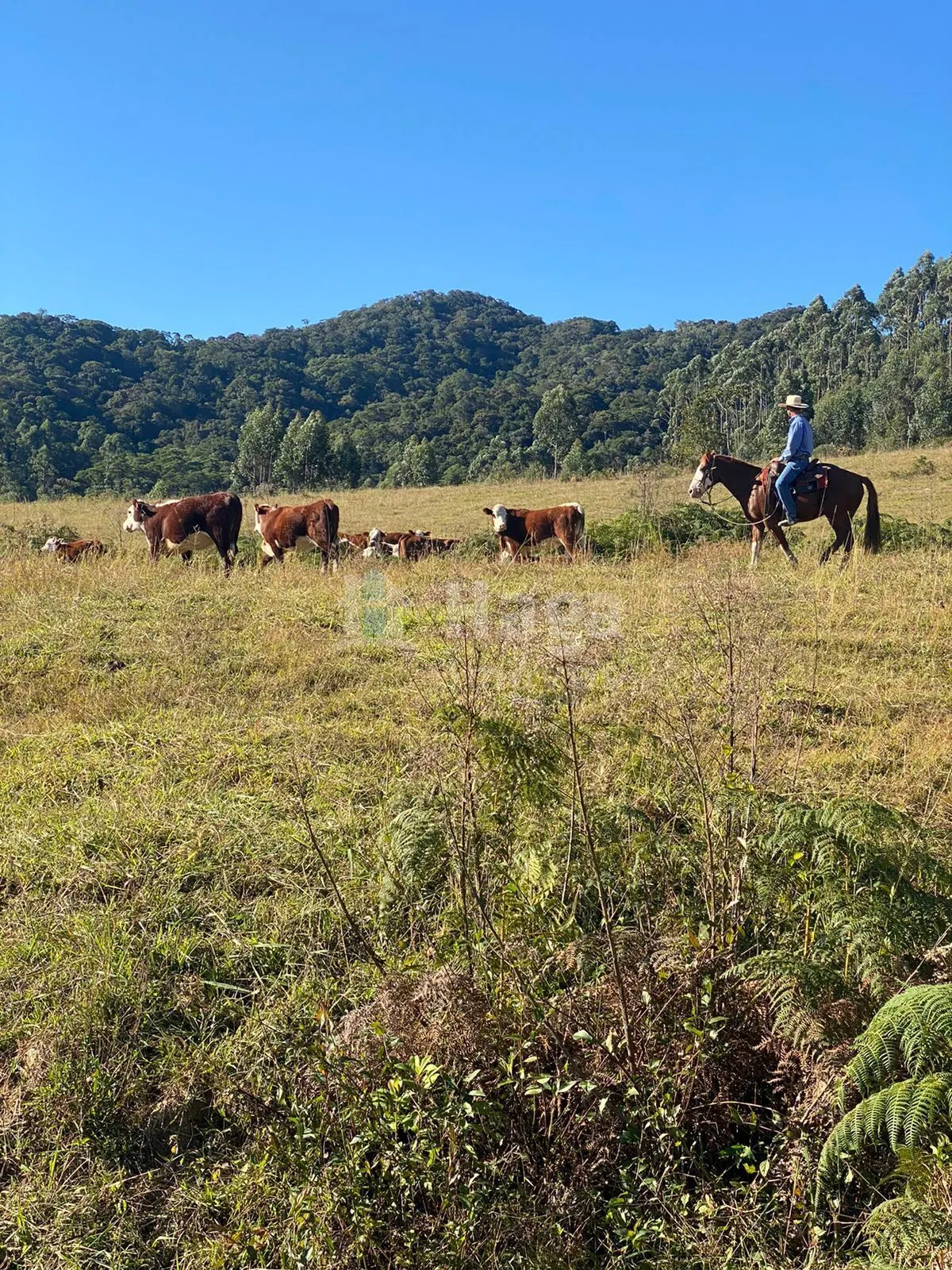 Fazenda à venda de 786 ha em Timbó, SC, Brasil