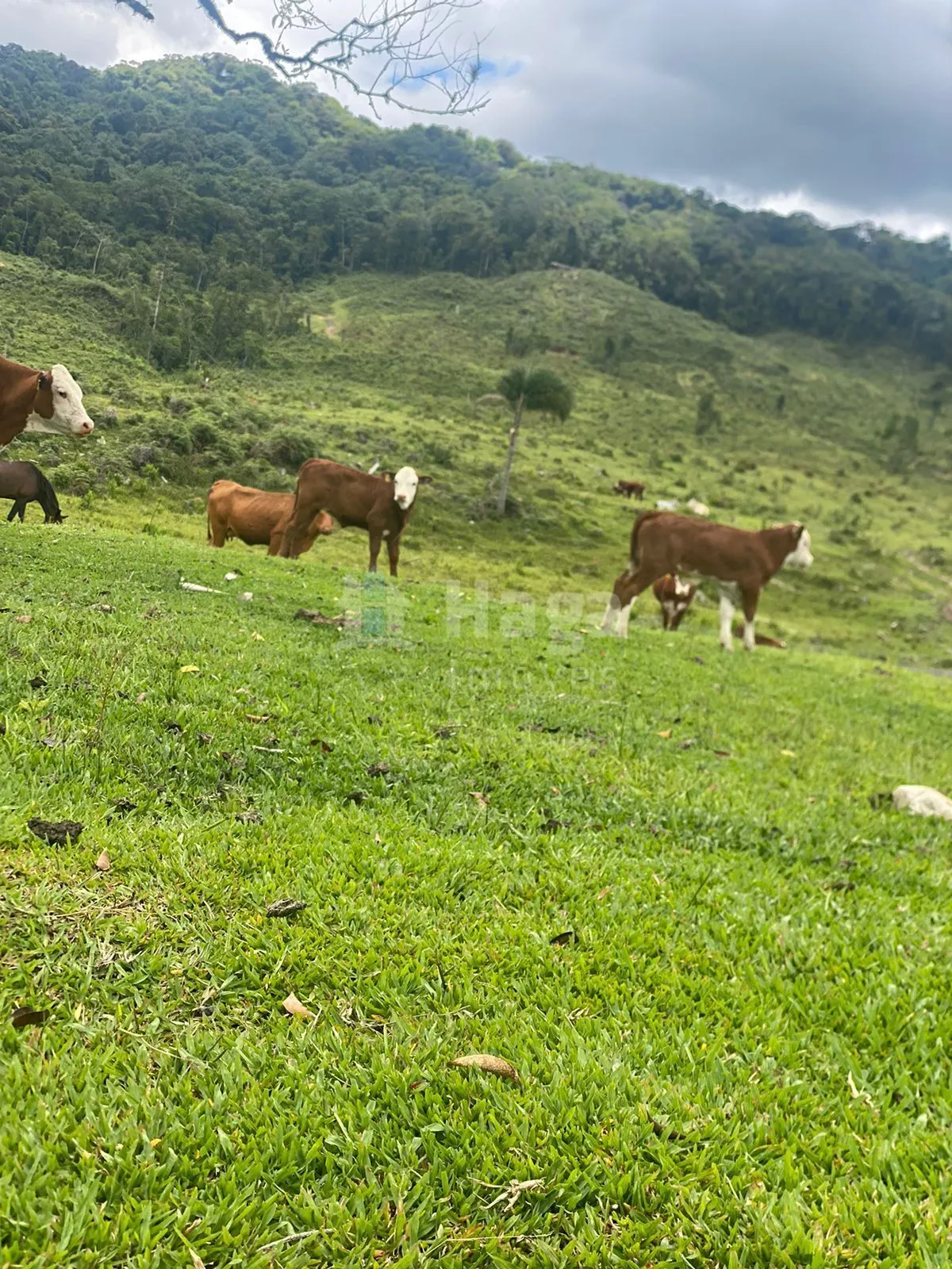 Fazenda à venda de 786 ha em Timbó, SC, Brasil
