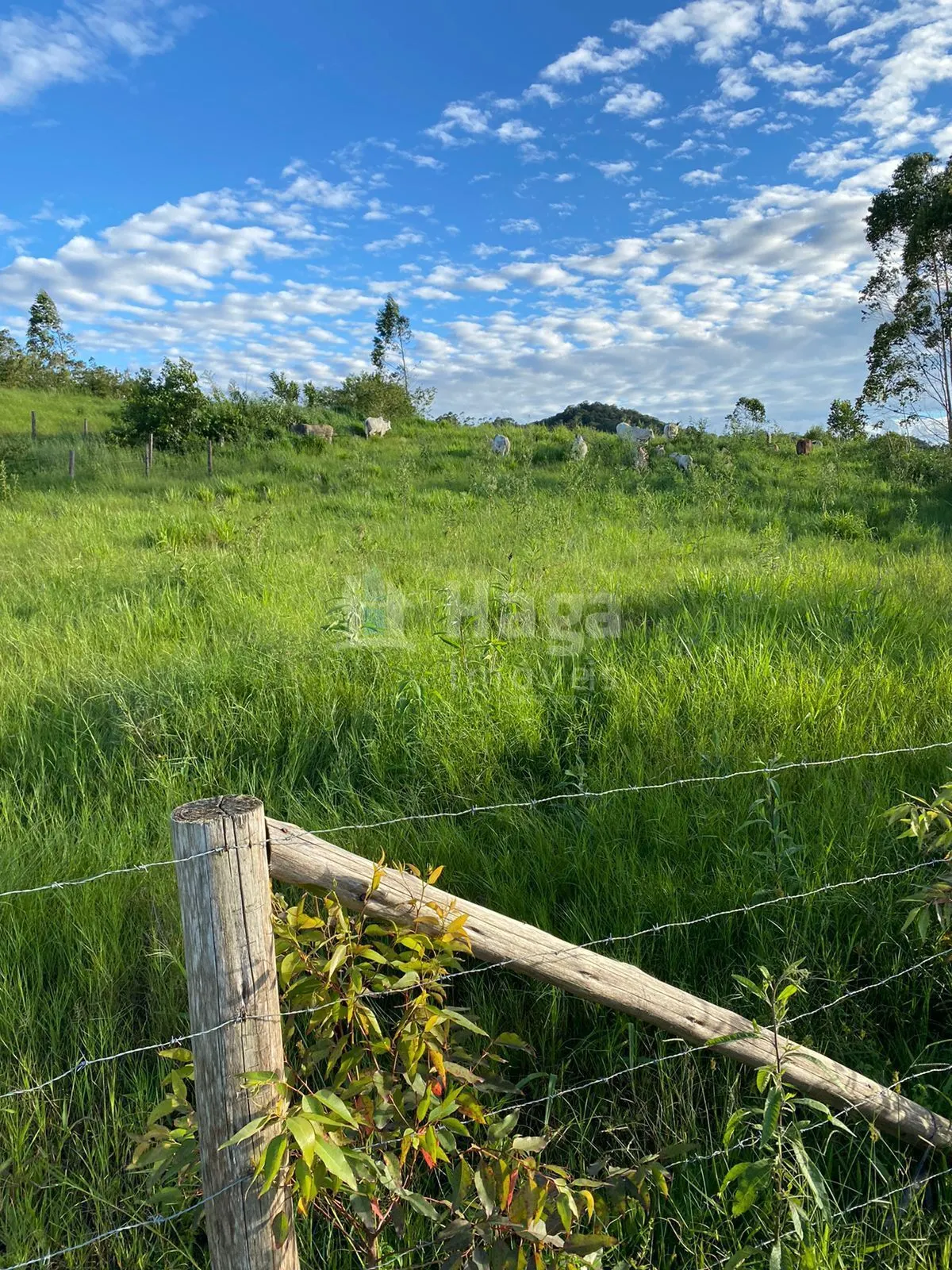 Fazenda à venda de 786 ha em Timbó, SC, Brasil