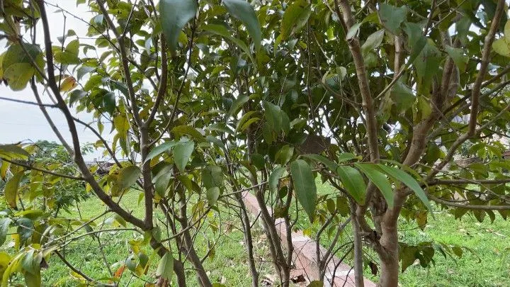 Chácara à venda de 6.800 m² em Santo Antônio da Patrulha, RS, Brasil