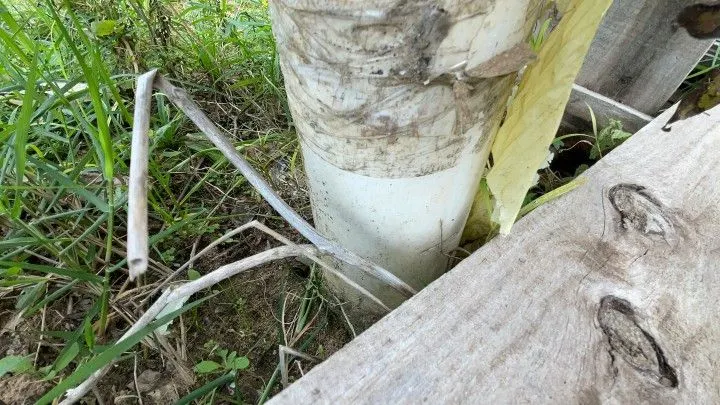 Chácara à venda de 6.800 m² em Santo Antônio da Patrulha, RS, Brasil